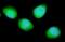 DNA damage-inducible transcript 4 protein antibody, A500-001A, Bethyl Labs, Immunofluorescence image 