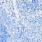 Eukaryotic translation initiation factor 3 subunit J antibody, 23-694, ProSci, Immunohistochemistry frozen image 