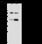 CD218b antibody, 10176-R290, Sino Biological, Western Blot image 