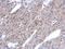 Argininosuccinate lyase antibody, LS-C186321, Lifespan Biosciences, Immunohistochemistry paraffin image 