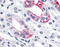 Estrogen-related receptor gamma antibody, TA340728, Origene, Immunohistochemistry frozen image 