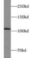 Ras And Rab Interactor 3 antibody, FNab07307, FineTest, Western Blot image 