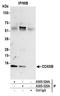 Cytochrome C Oxidase Subunit 5B antibody, A305-525A, Bethyl Labs, Immunoprecipitation image 