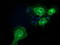 Elf1 antibody, TA501426, Origene, Immunofluorescence image 
