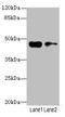 CCNE2 antibody, LS-C675471, Lifespan Biosciences, Western Blot image 