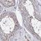 Lysozyme-like protein 4 antibody, HPA038806, Atlas Antibodies, Immunohistochemistry frozen image 
