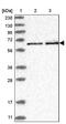 Replication initiator 1 antibody, PA5-57498, Invitrogen Antibodies, Western Blot image 