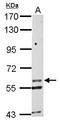 Potassium voltage-gated channel subfamily G member 1 antibody, GTX108833, GeneTex, Western Blot image 