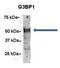 Forkhead Box D2 antibody, orb329893, Biorbyt, Western Blot image 