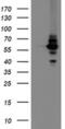 Diphthamide Biosynthesis 2 antibody, MA5-25994, Invitrogen Antibodies, Western Blot image 