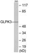 Putative glycerol kinase 3 antibody, EKC1809, Boster Biological Technology, Western Blot image 