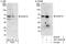 Dual Specificity Phosphatase 10 antibody, NBP1-30062, Novus Biologicals, Immunoprecipitation image 