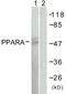 Peroxisome proliferator-activated receptor alpha antibody, TA312182, Origene, Western Blot image 
