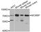 Minichromosome Maintenance Complex Binding Protein antibody, abx123001, Abbexa, Western Blot image 