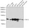 TATA-Box Binding Protein Associated Factor, RNA Polymerase I Subunit C antibody, A08597, Boster Biological Technology, Western Blot image 