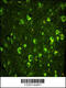 Abl Interactor 1 antibody, 63-507, ProSci, Immunofluorescence image 