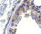 DFF45/ICAD antibody, ADI-AAP-451-E, Enzo Life Sciences, Immunohistochemistry paraffin image 
