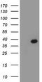 Caudal Type Homeobox 2 antibody, TA802666S, Origene, Western Blot image 