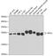 NFU1 iron-sulfur cluster scaffold homolog, mitochondrial antibody, GTX32748, GeneTex, Western Blot image 