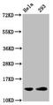 Histone H2B type 1-C/E/F/G/I antibody, orb517100, Biorbyt, Western Blot image 