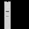 Catechol O-methyltransferase antibody, 107036-T32, Sino Biological, Western Blot image 