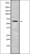RTKN antibody, orb338664, Biorbyt, Western Blot image 