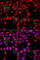 Cdc42 Guanine Nucleotide Exchange Factor 9 antibody, A7964, ABclonal Technology, Immunofluorescence image 