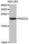 RAB22A, Member RAS Oncogene Family antibody, LS-C348956, Lifespan Biosciences, Western Blot image 