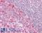 Pellino E3 Ubiquitin Protein Ligase 1 antibody, LS-B8877, Lifespan Biosciences, Immunohistochemistry frozen image 