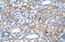Interferon Induced Protein 44 Like antibody, ARP46166_T100, Aviva Systems Biology, Immunohistochemistry frozen image 