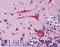 HERG antibody, LS-A9559, Lifespan Biosciences, Immunohistochemistry frozen image 