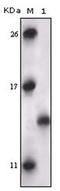 MAP kinase-activated protein kinase 5 antibody, AM06183SU-N, Origene, Western Blot image 