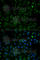 Voltage Dependent Anion Channel 1 antibody, A0810, ABclonal Technology, Immunofluorescence image 