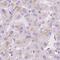 Hexosaminidase Subunit Beta antibody, PA5-63123, Invitrogen Antibodies, Immunohistochemistry frozen image 