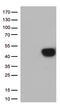 TNF Receptor Superfamily Member 4 antibody, TA812430S, Origene, Western Blot image 