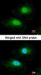 Bisphosphoglycerate Mutase antibody, orb74092, Biorbyt, Immunofluorescence image 