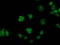 Gephyrin antibody, LS-C172533, Lifespan Biosciences, Immunofluorescence image 
