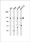 Integrator complex subunit 3 antibody, PA5-72344, Invitrogen Antibodies, Western Blot image 