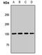 Neurofascin antibody, orb412150, Biorbyt, Western Blot image 