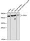 Ornithine Decarboxylase 1 antibody, 18-407, ProSci, Western Blot image 