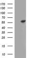 FGR Proto-Oncogene, Src Family Tyrosine Kinase antibody, TA590200, Origene, Western Blot image 