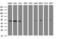 SERPINE1 MRNA Binding Protein 1 antibody, LS-C788960, Lifespan Biosciences, Western Blot image 