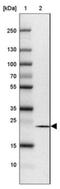 SEH1 Like Nucleoporin antibody, NBP1-80773, Novus Biologicals, Western Blot image 