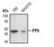 Protein Phosphatase 5 Catalytic Subunit antibody, PA5-17339, Invitrogen Antibodies, Western Blot image 