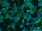 Ring Finger Protein 135 antibody, 25061-1-AP, Proteintech Group, Immunofluorescence image 