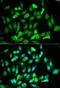 ETS Transcription Factor ERG antibody, orb49143, Biorbyt, Immunofluorescence image 
