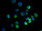 Potassium voltage-gated channel subfamily H member 7 antibody, A59510-100, Epigentek, Immunofluorescence image 