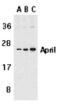 CD256 antibody, AHP953, Bio-Rad (formerly AbD Serotec) , Western Blot image 