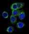 Caspase-12 antibody, LS-C168327, Lifespan Biosciences, Immunofluorescence image 