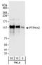 Protein Tyrosine Phosphatase Non-Receptor Type 12 antibody, A301-300A, Bethyl Labs, Western Blot image 